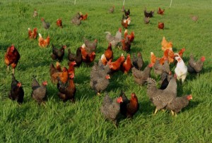 flock of pastured mixed breed chix