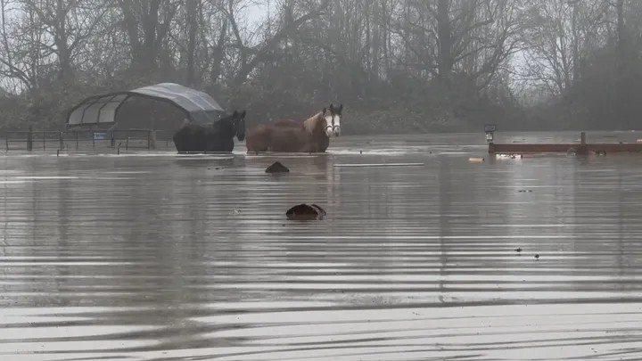Horses standing in flood water