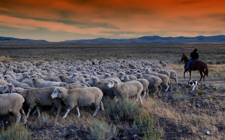 The PNW Wool Producers Cooperative has Officially Incorporated